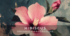 Hibiscus - Organic / Progressive